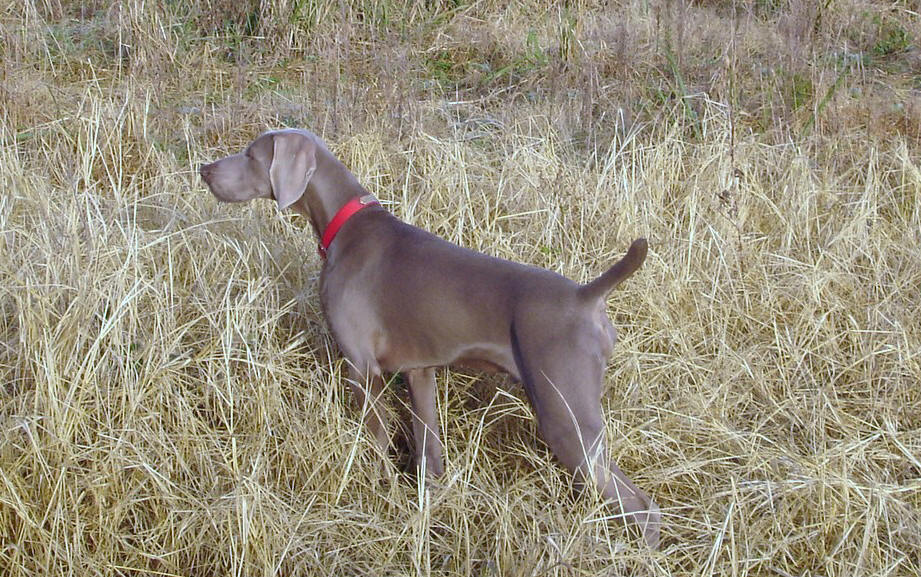 kennel club weimaraner puppies